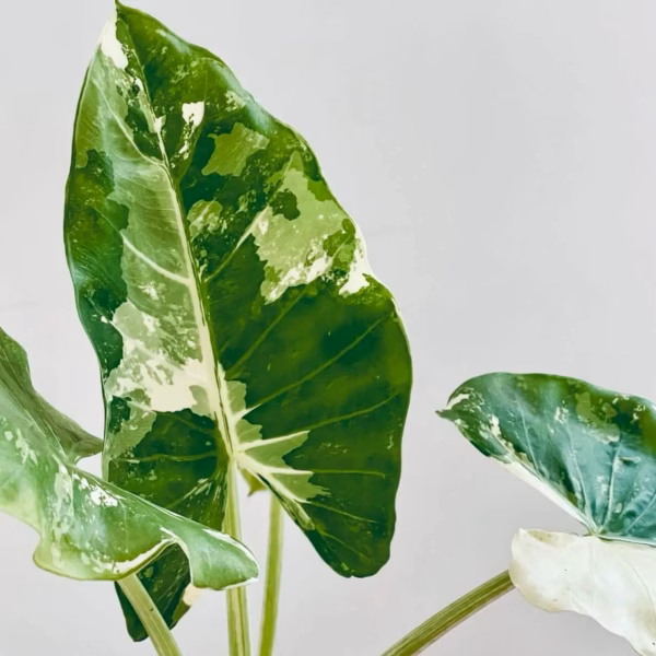 alocasia macrorrhiza halfmoon