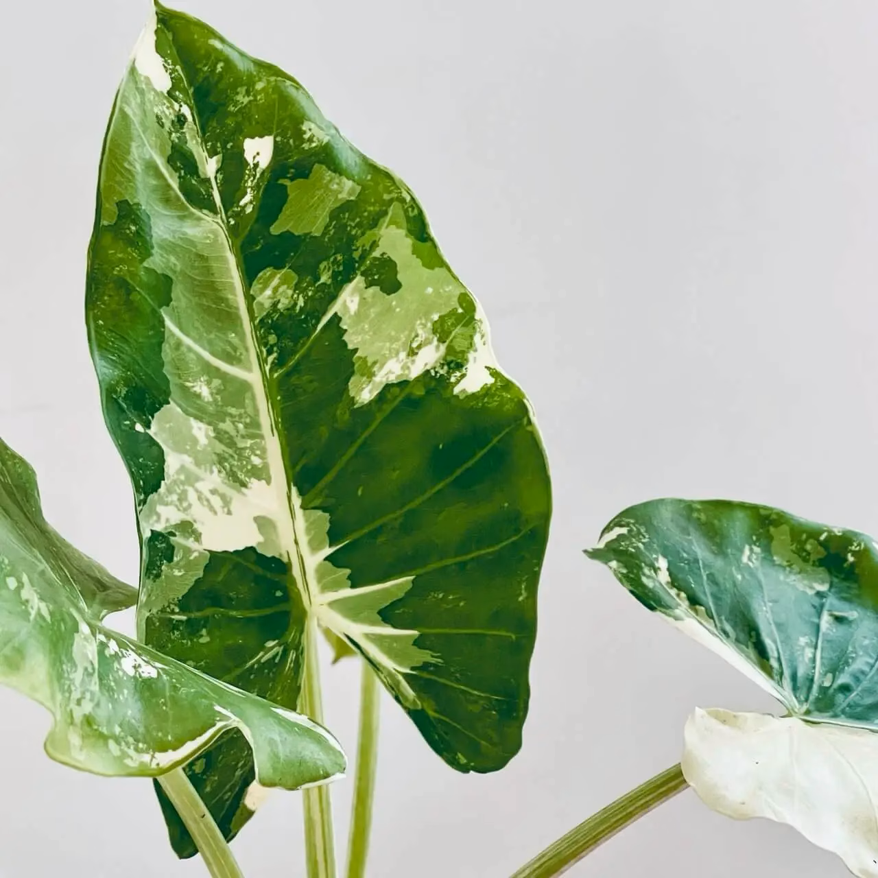 alocasia macrorrhiza halfmoon