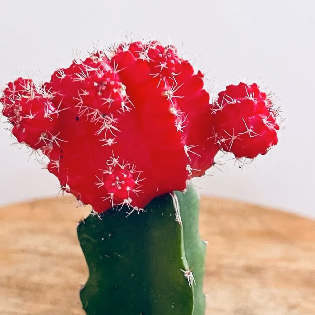 cactus gymnocalycium mihavonichii