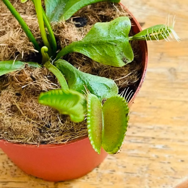 venus flytrap en macro