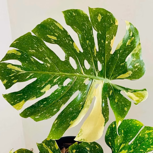 monstera thaï crème brûlée, taille XXL