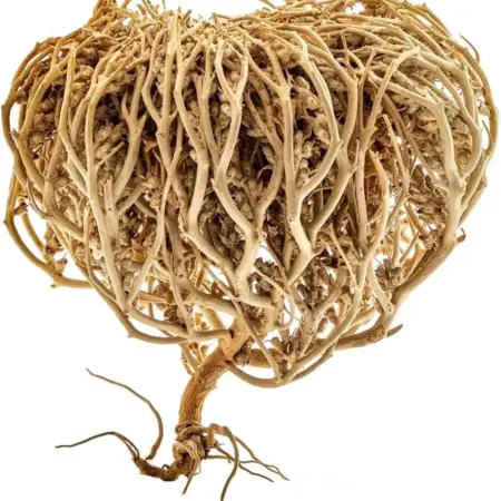 Vraie rose de Jéricho