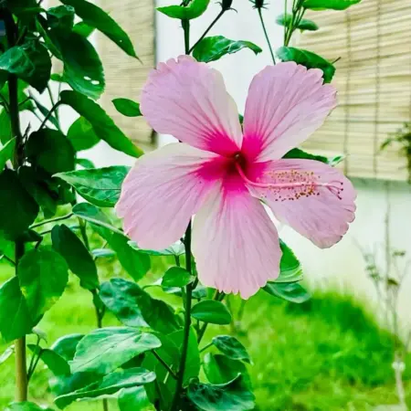 hibiscus rosa a fleurs rose