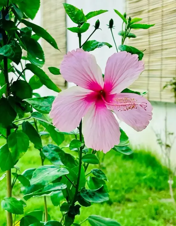 hibiscus rosa a fleurs rose