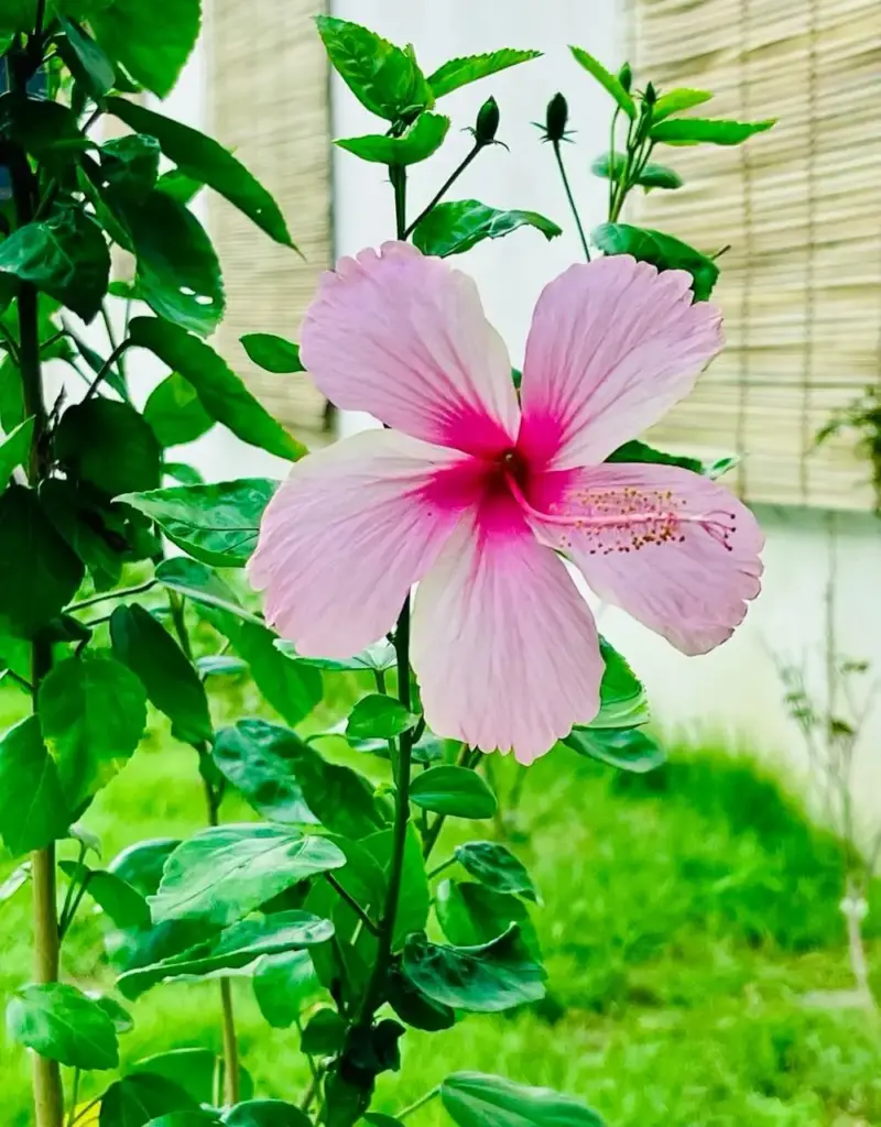 hibiscus rosa a fleurs rose