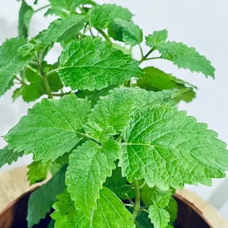 Melisse officinale en macro