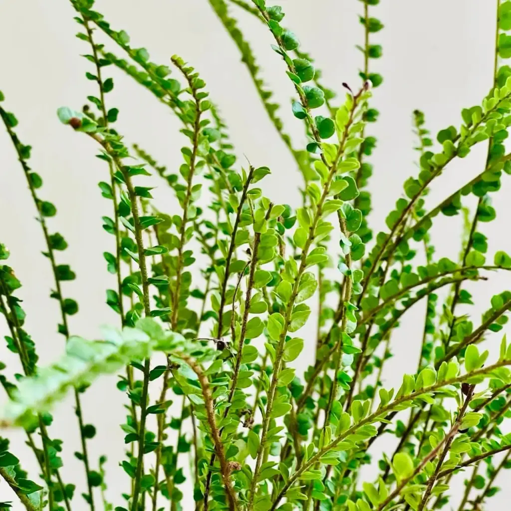 Nephrolepis cordifolia 'Duffii'