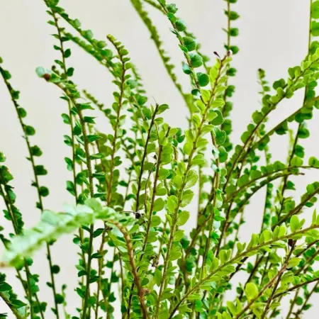 Nephrolepis cordifolia 'Duffii'