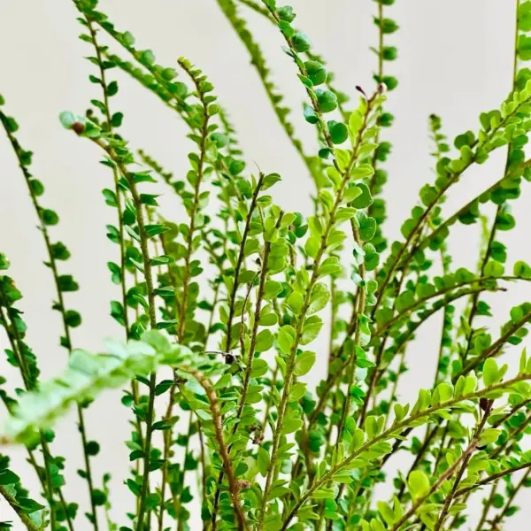 Nephrolepis cordifolia 'Duffii'