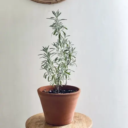 lavande heterophylla en pot terracotta