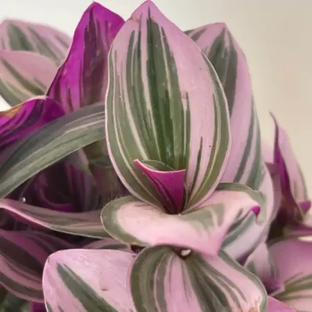 transcendia nanouk en photo macro