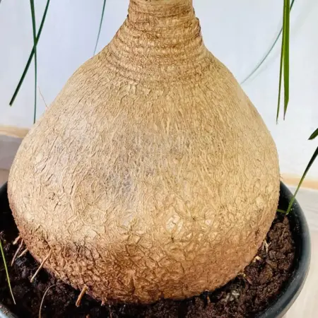 beaucarnea Recurvata nolina