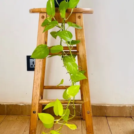 pothos neon sur un tabouret