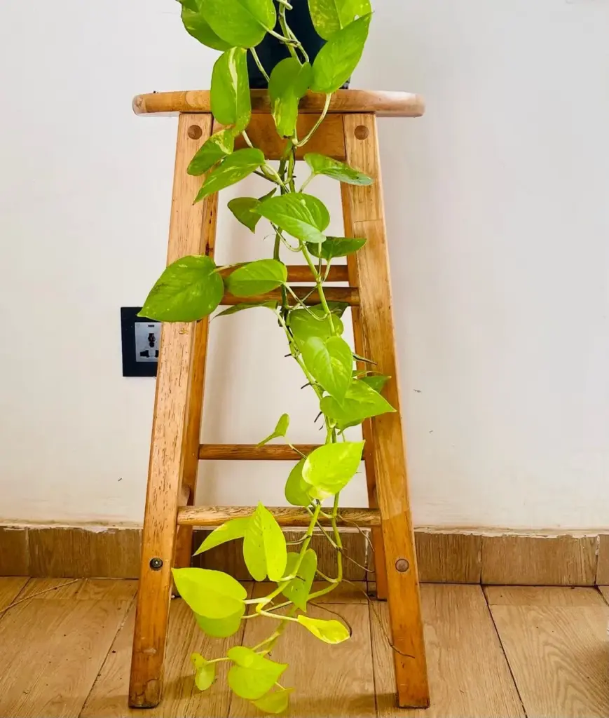 pothos neon sur un tabouret