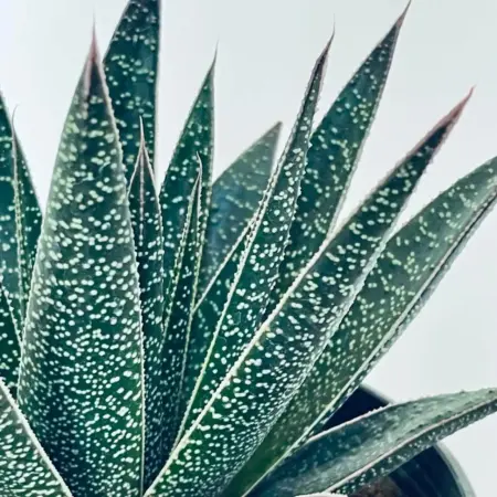 haworthia gasworthia en macro