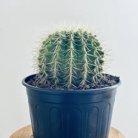 echinocactus grusonii