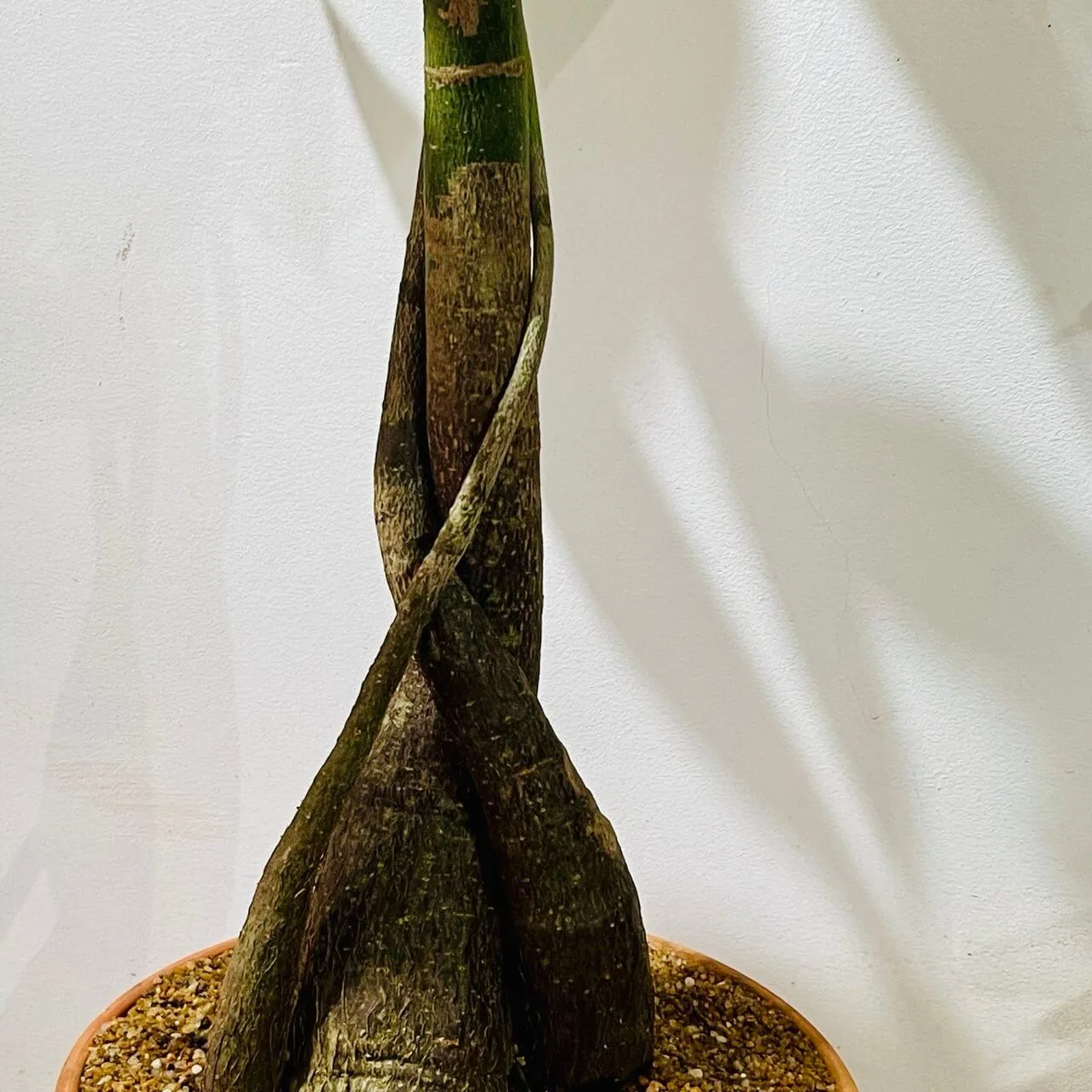 pachira aquatica triple sculpté dans un pot terracotta artisanal