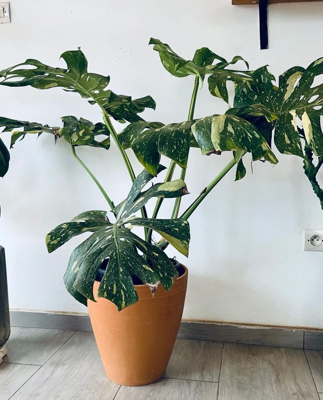 monstera thai