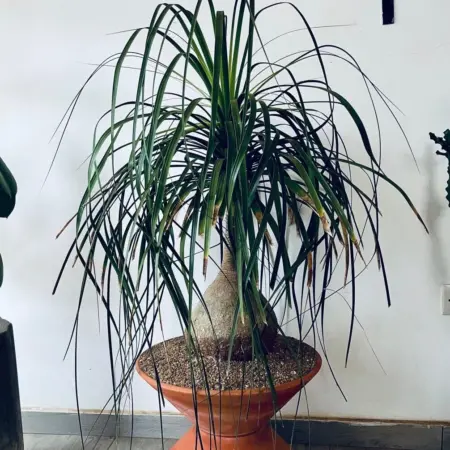 beaucarnea dans un pot terracotta artisanal