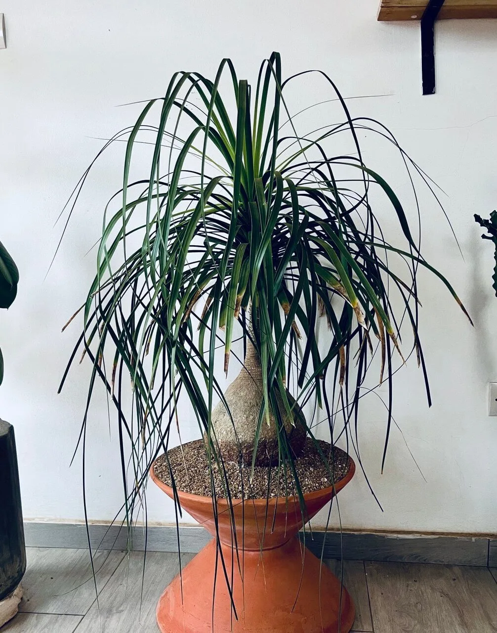 beaucarnea dans un pot terracotta artisanal