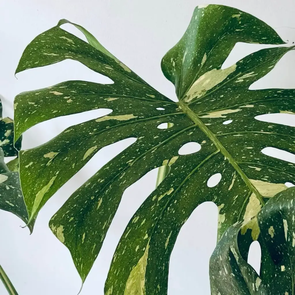 feuille monstera thai macro