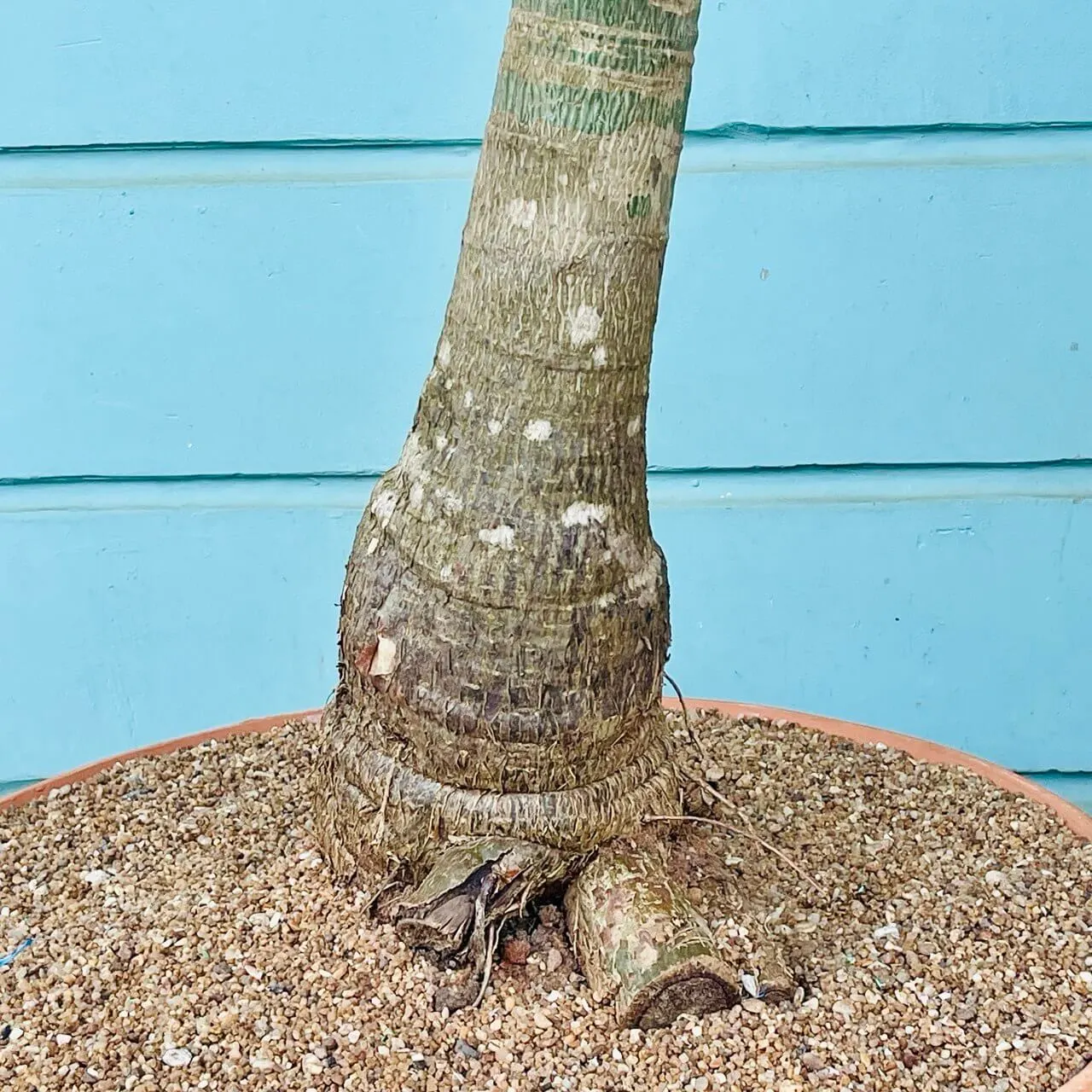 pachira aquatica scuplture+pot terracotta