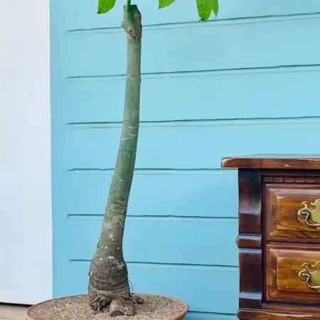 pachira aquatica scuplture+pot terracotta