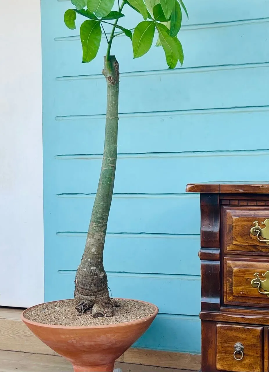 pachira aquatica scuplture+pot terracotta