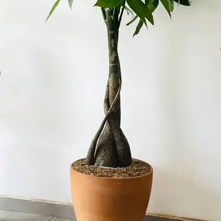 pachira aquatica triple sculpté dans un pot terracotta artisanal
