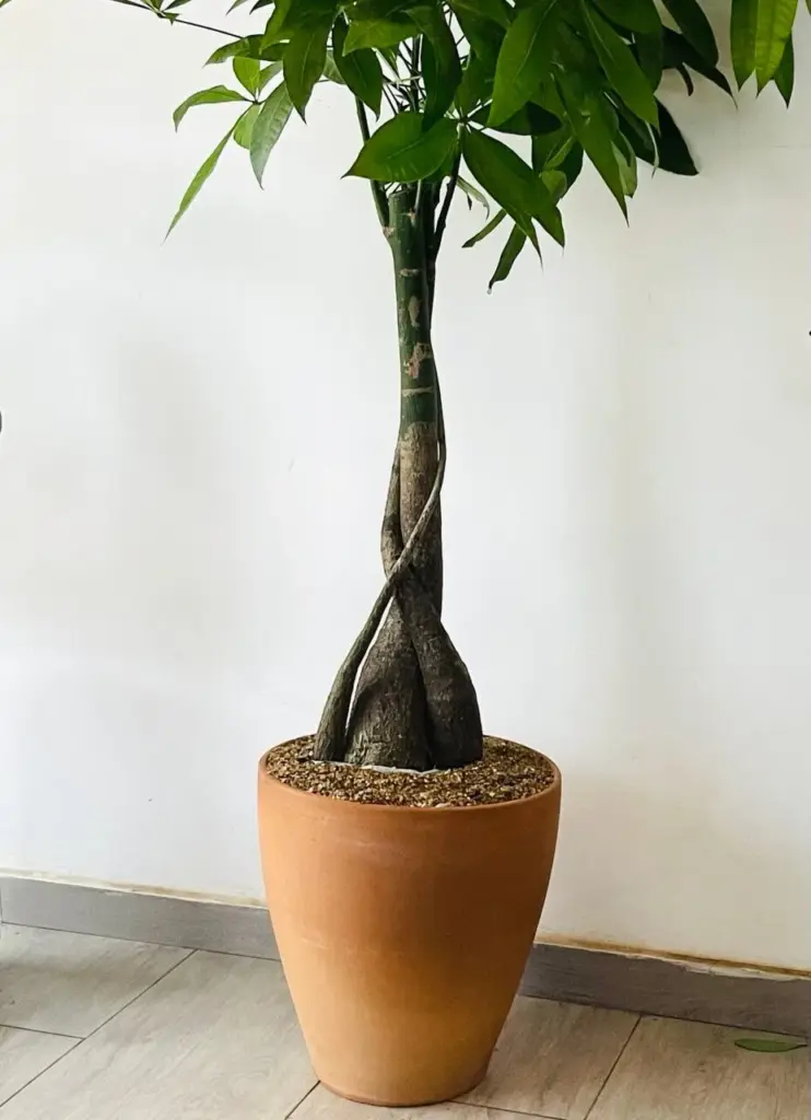 pachira aquatica triple sculpté dans un pot terracotta artisanal