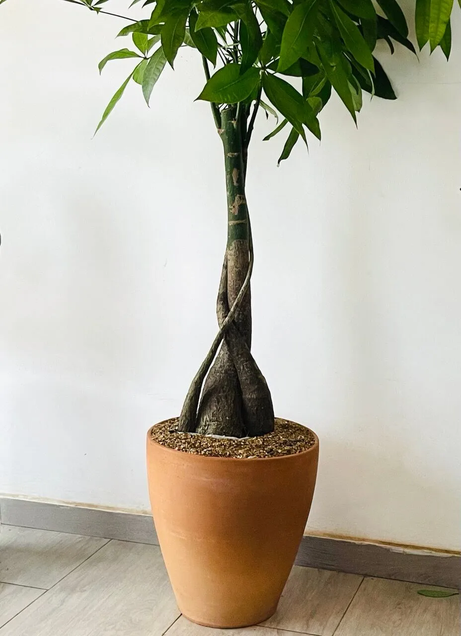 pachira aquatica triple sculpté dans un pot terracotta artisanal