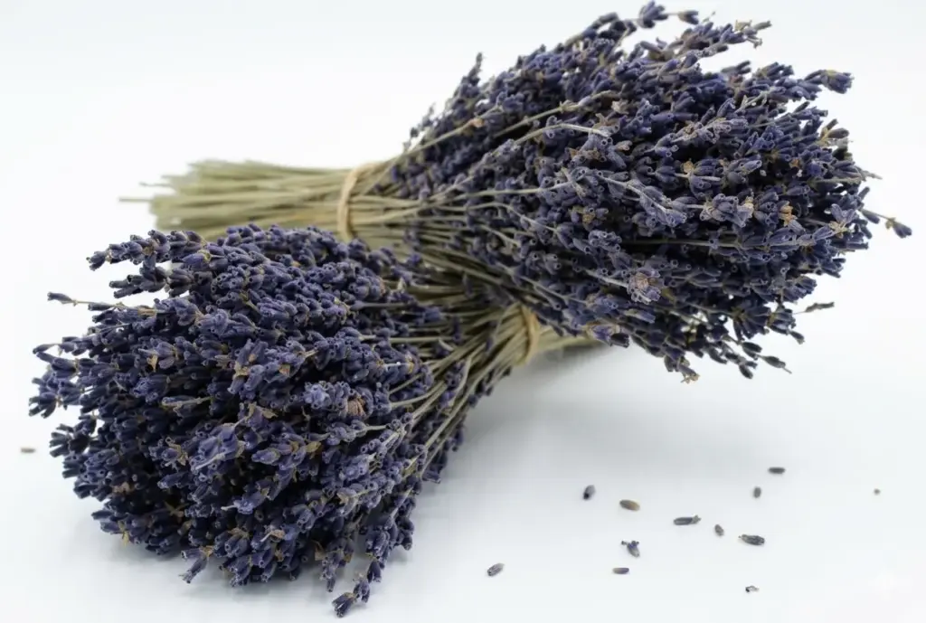 bouquet de lavande bleue BIO